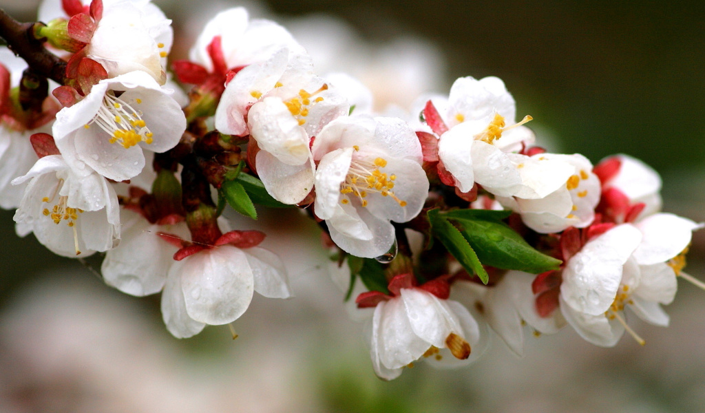 Fondo de pantalla White spring blossoms 1024x600