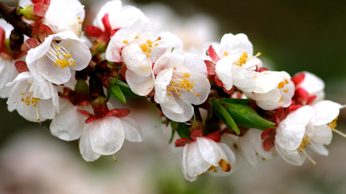 Screenshot №1 pro téma White spring blossoms 1366x768