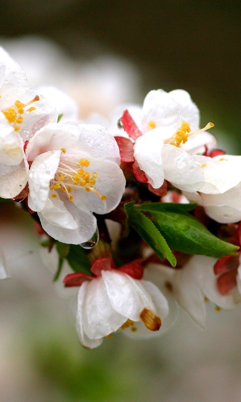 Screenshot №1 pro téma White spring blossoms 480x800