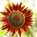 Sfondi Red Sunflower 128x128