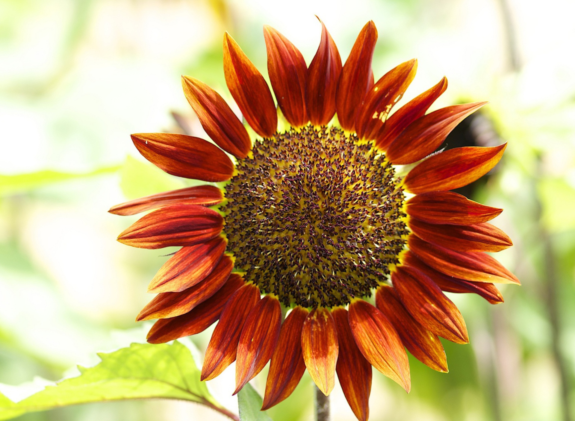 Screenshot №1 pro téma Red Sunflower 1920x1408