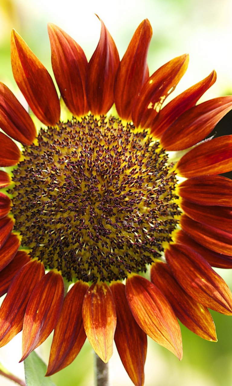 Screenshot №1 pro téma Red Sunflower 768x1280