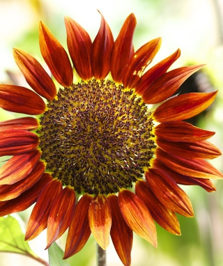 Red Sunflower - Obrázkek zdarma pro 360x640