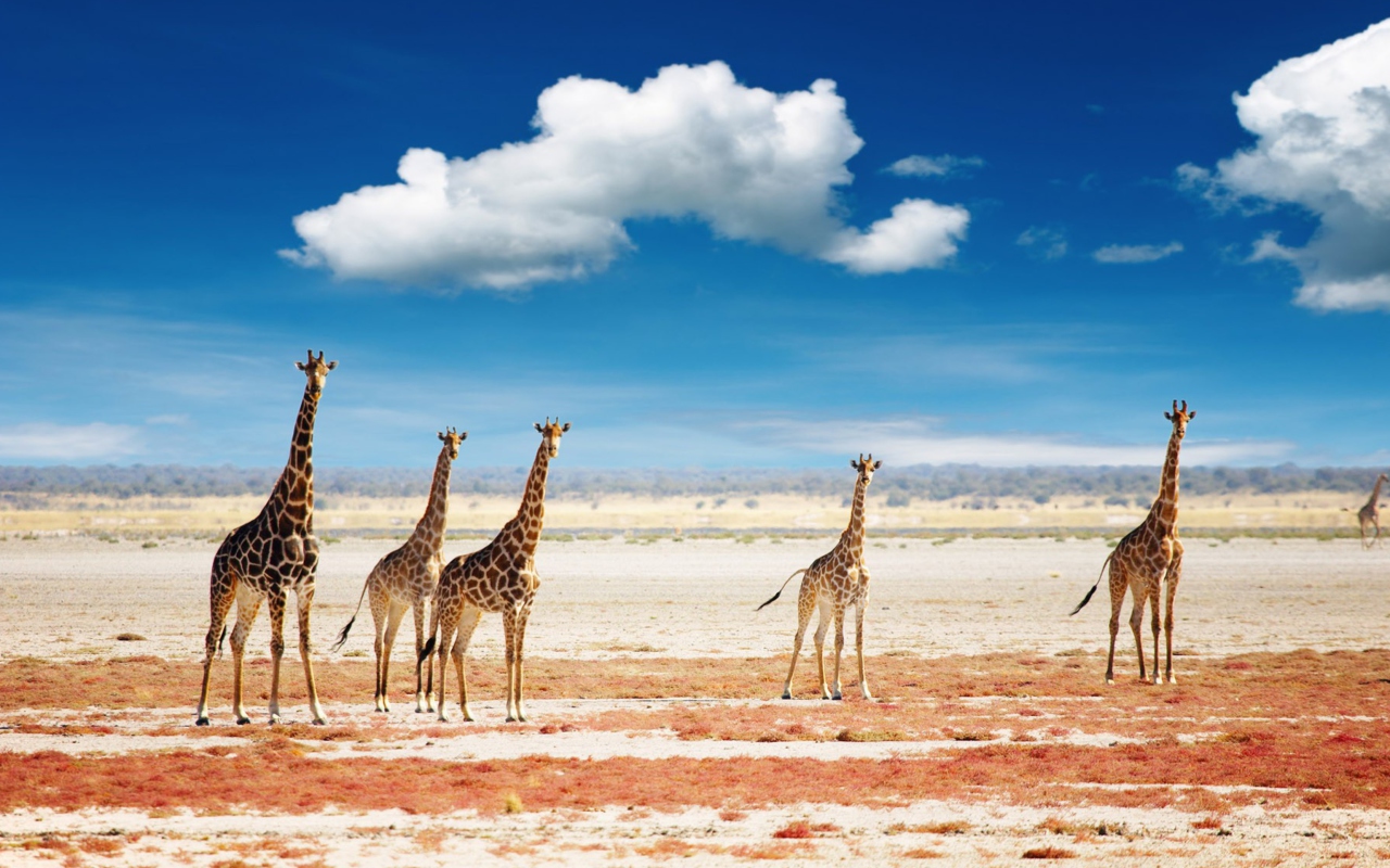 African Giraffes screenshot #1 1280x800