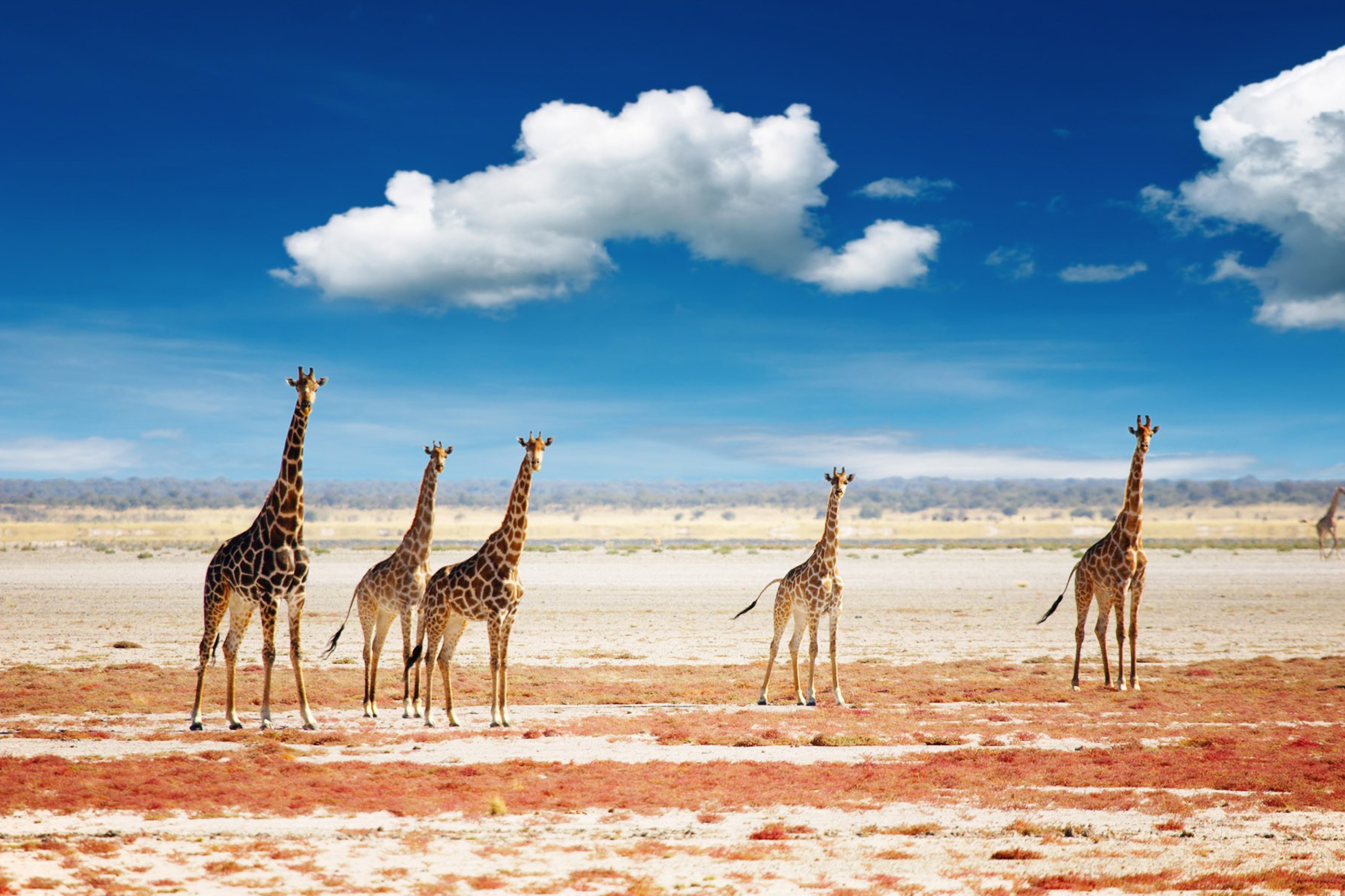 Fondo de pantalla African Giraffes 2880x1920