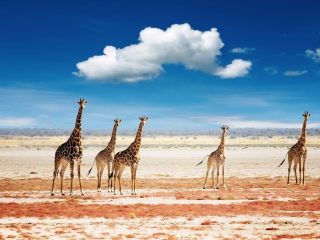 Обои African Giraffes 320x240