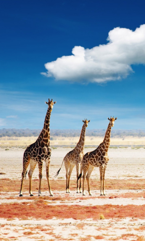 Fondo de pantalla African Giraffes 480x800