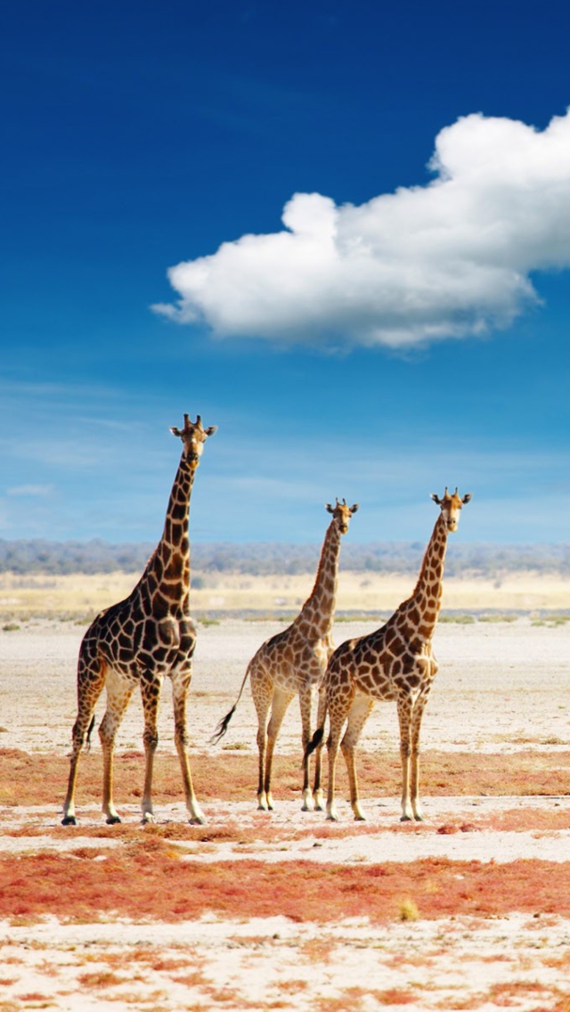 Обои African Giraffes 640x1136