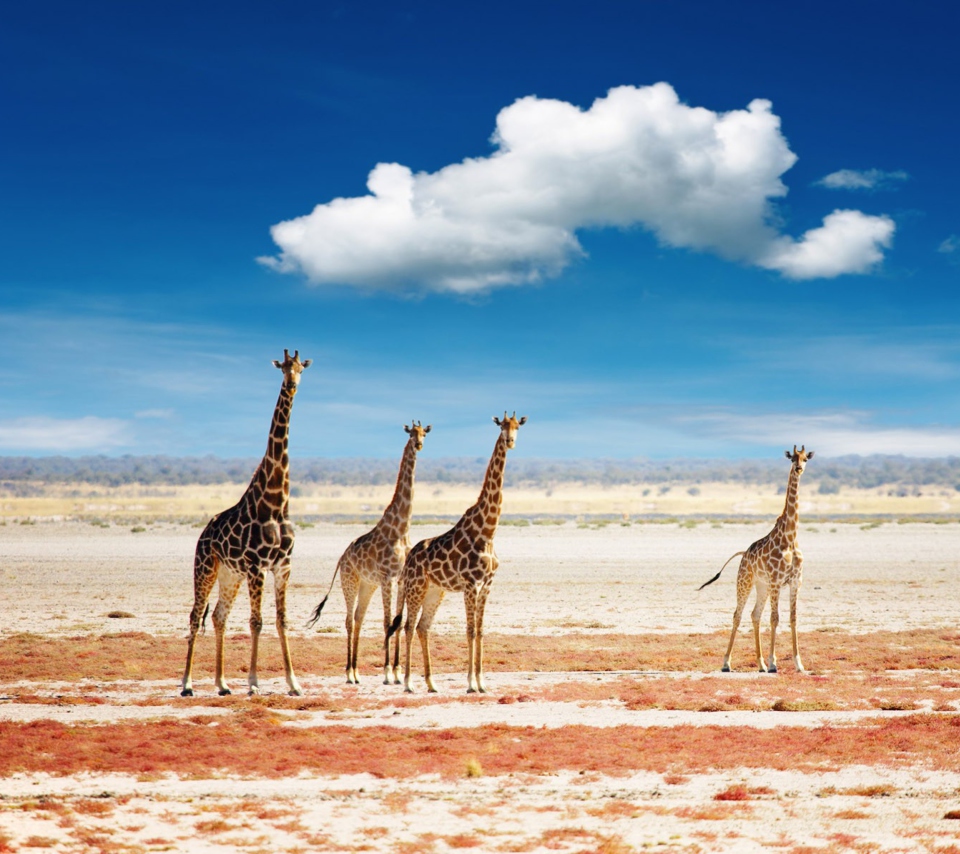 Fondo de pantalla African Giraffes 960x854