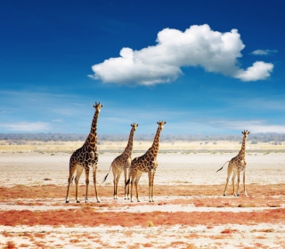 Kostenloses African Giraffes Wallpaper für iPad 2