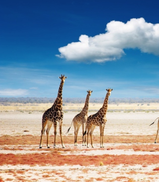 Kostenloses African Giraffes Wallpaper für 320x480