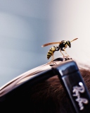 Screenshot №1 pro téma Bee On Rayban Glasses 128x160