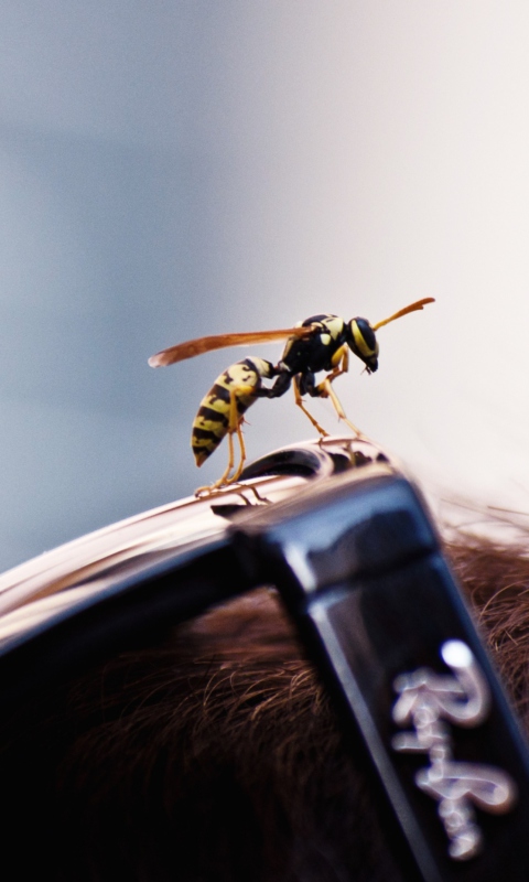 Bee On Rayban Glasses wallpaper 480x800