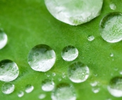 Screenshot №1 pro téma Water Drops On Leaf 176x144