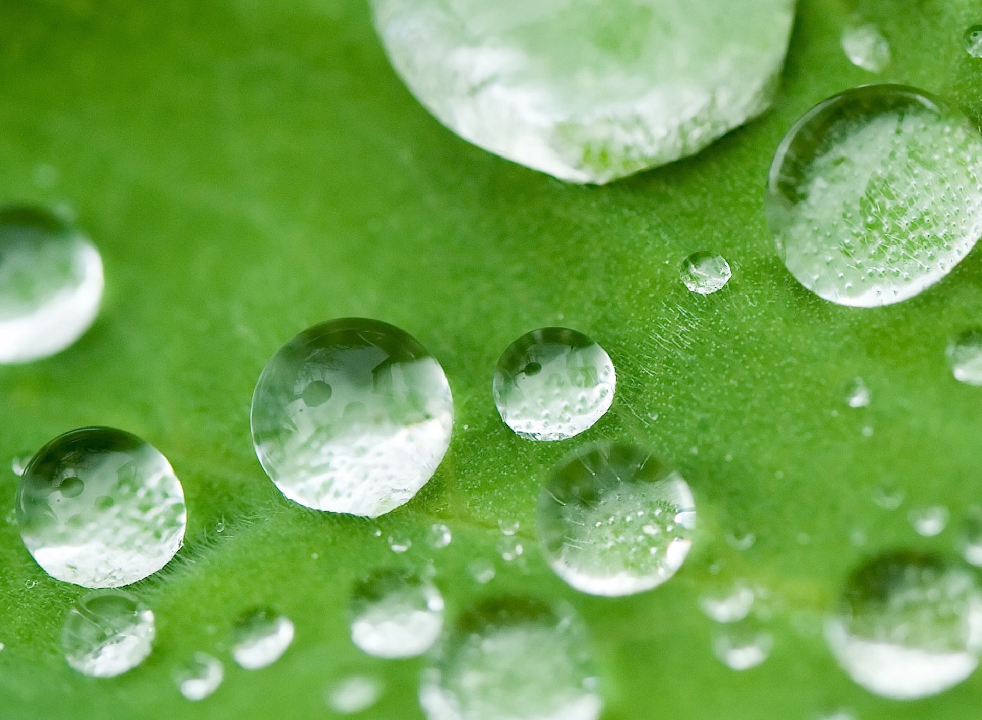 Water Drops On Leaf screenshot #1 1920x1408