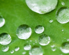 Screenshot №1 pro téma Water Drops On Leaf 220x176