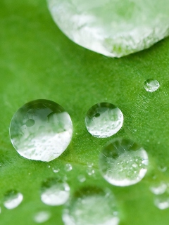 Screenshot №1 pro téma Water Drops On Leaf 240x320