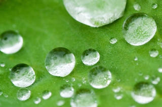 Water Drops On Leaf - Obrázkek zdarma pro Motorola DROID