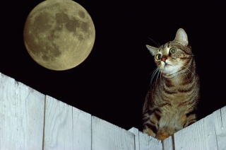 Cute Cat - Obrázkek zdarma pro 1440x900