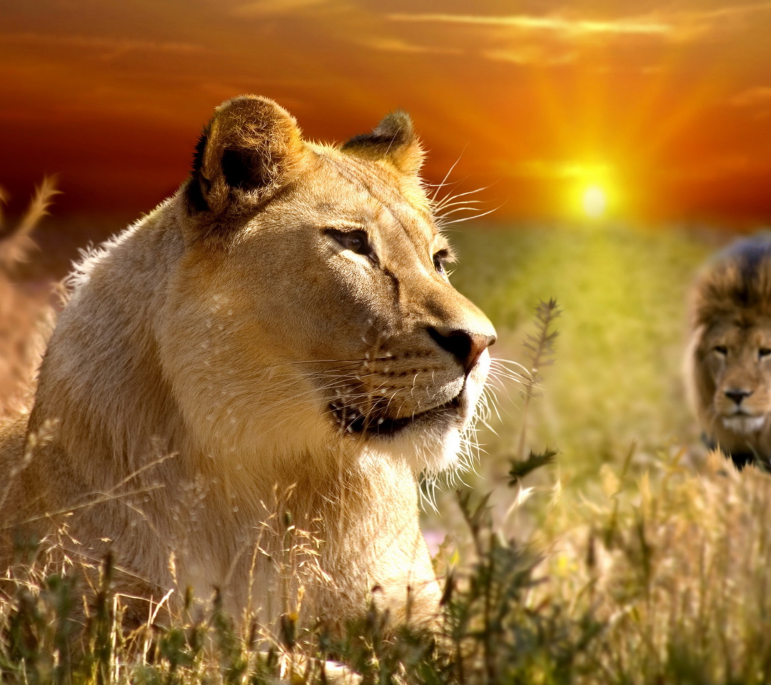 Das Lions In Kruger National Park Wallpaper 1080x960