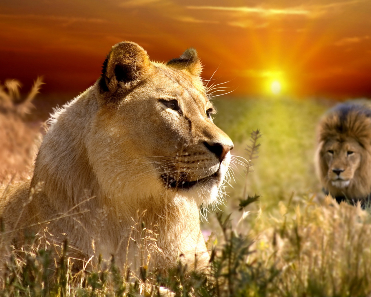 Screenshot №1 pro téma Lions In Kruger National Park 1280x1024