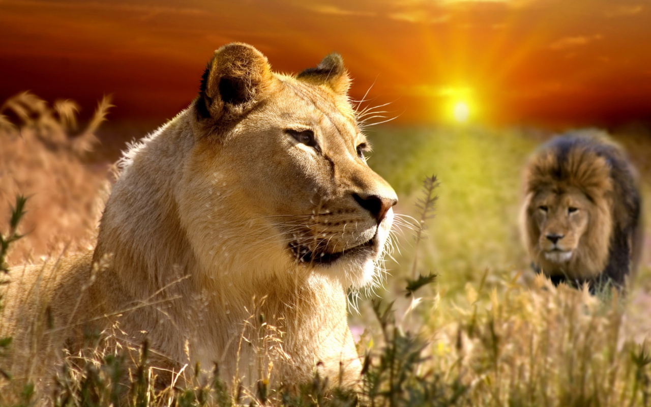 Fondo de pantalla Lions In Kruger National Park 1280x800