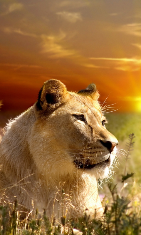 Fondo de pantalla Lions In Kruger National Park 480x800