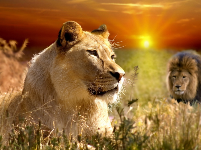 Fondo de pantalla Lions In Kruger National Park 640x480