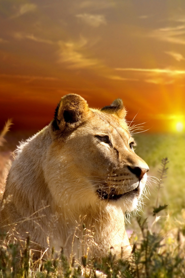 Das Lions In Kruger National Park Wallpaper 640x960