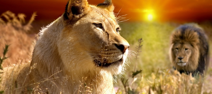 Fondo de pantalla Lions In Kruger National Park 720x320