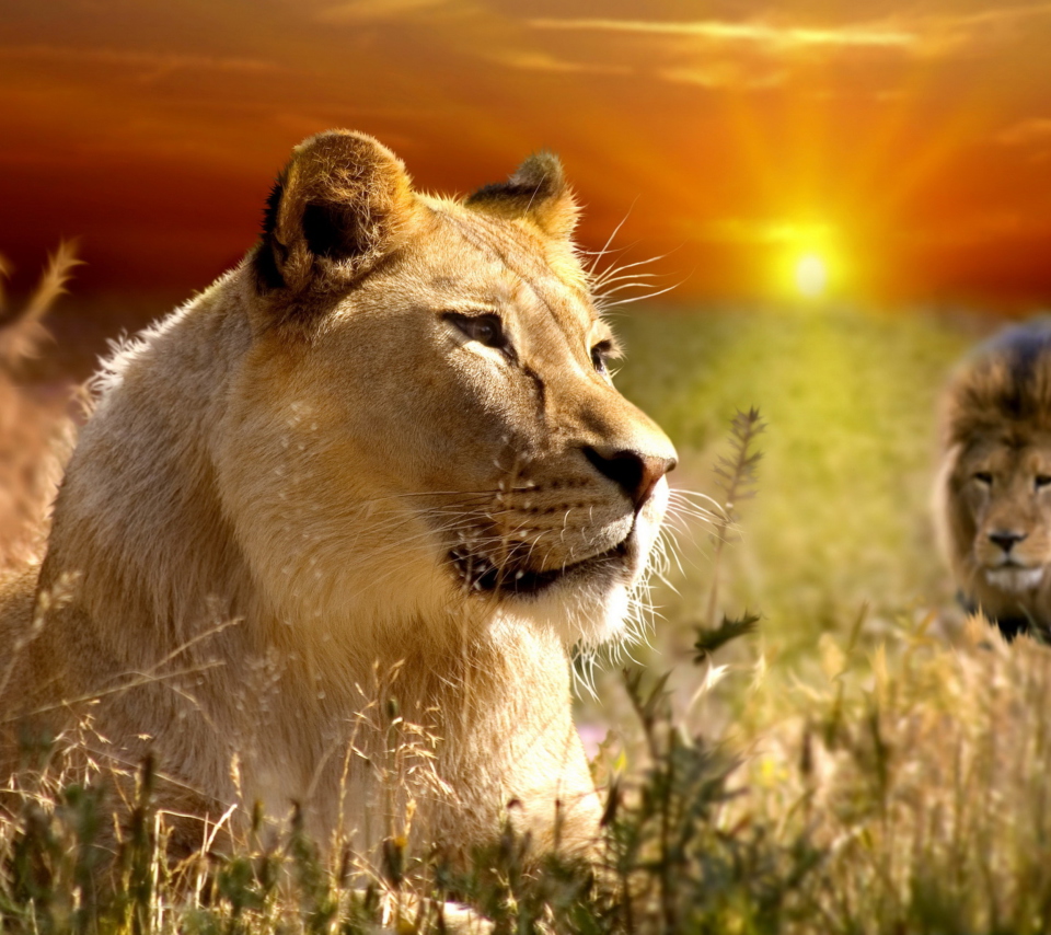 Fondo de pantalla Lions In Kruger National Park 960x854