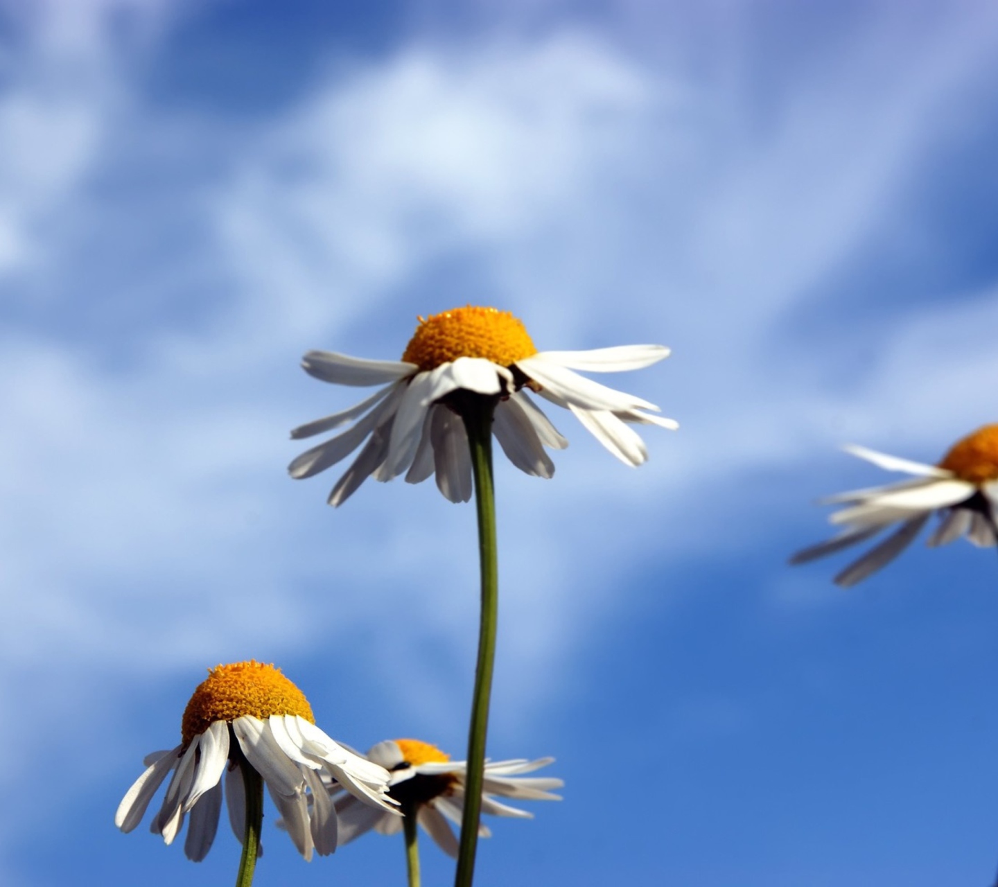 Chamomile And Blue Sky wallpaper 1440x1280