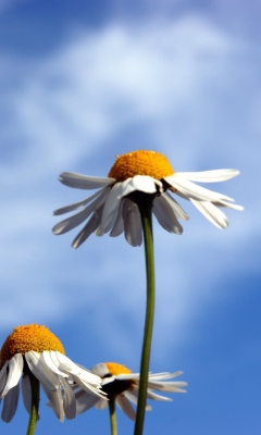 Chamomile And Blue Sky wallpaper 240x400