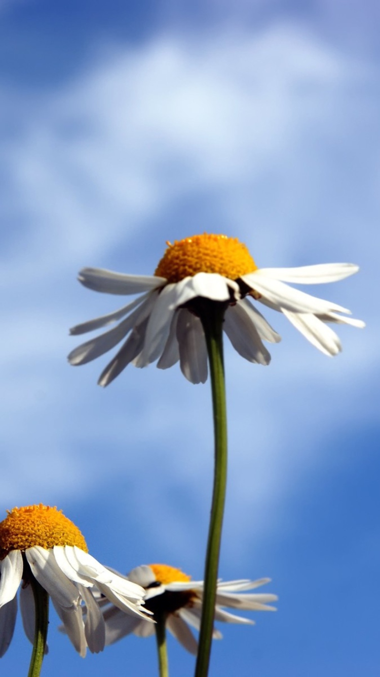 Chamomile And Blue Sky screenshot #1 750x1334