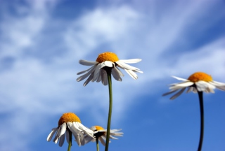 Chamomile And Blue Sky Wallpaper for Android, iPhone and iPad