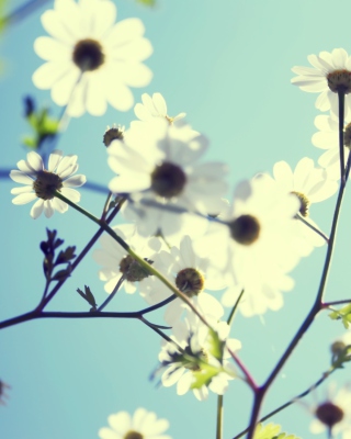 White Flowers - Obrázkek zdarma pro Nokia Asha 310