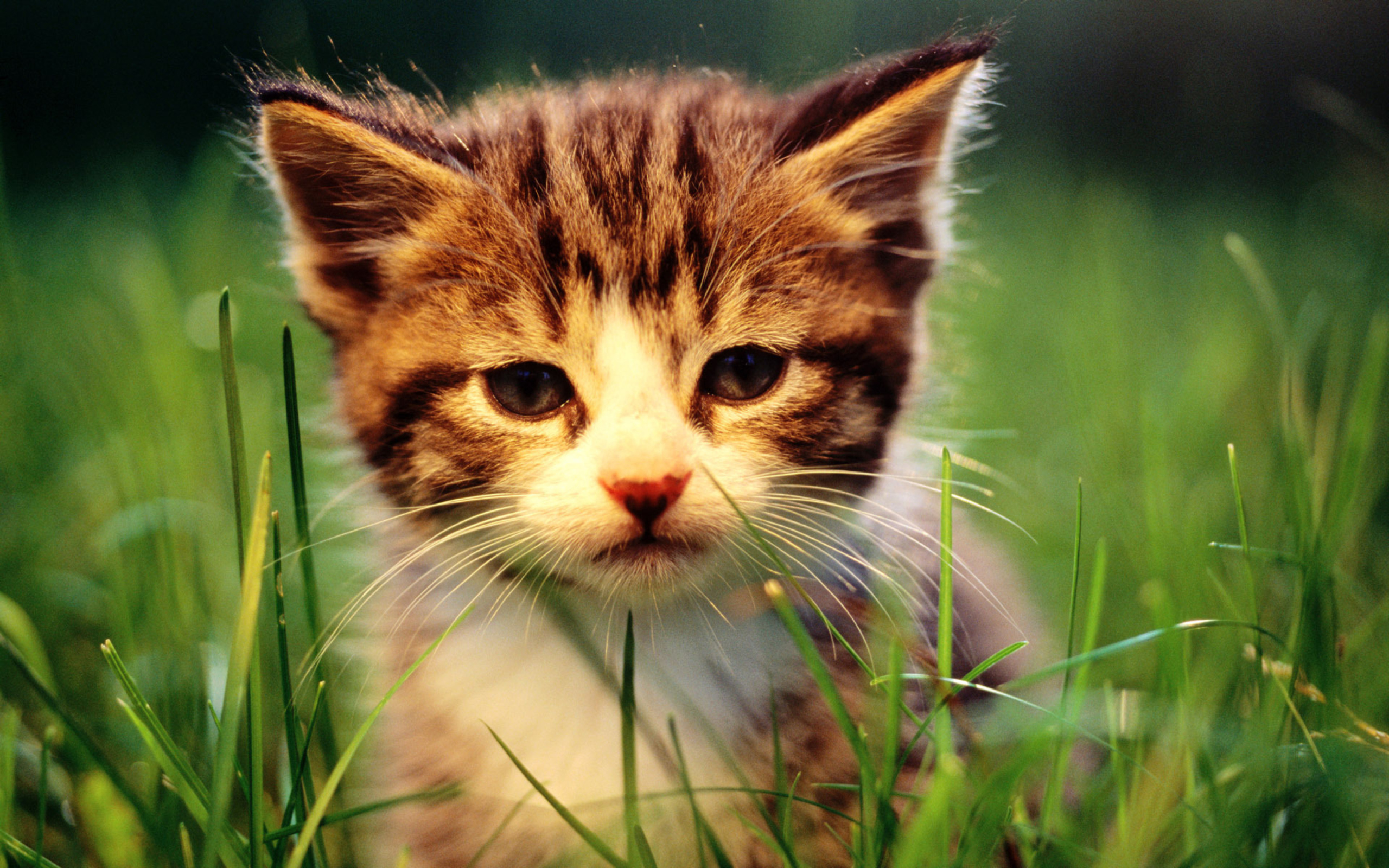 Screenshot №1 pro téma Kitten In Grass 2560x1600