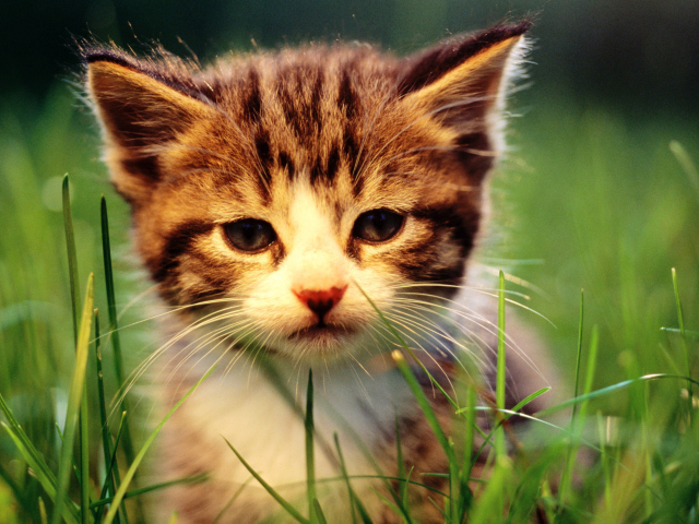 Das Kitten In Grass Wallpaper 640x480