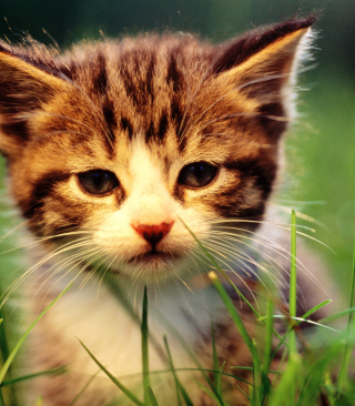 Kitten In Grass - Obrázkek zdarma pro 640x1136