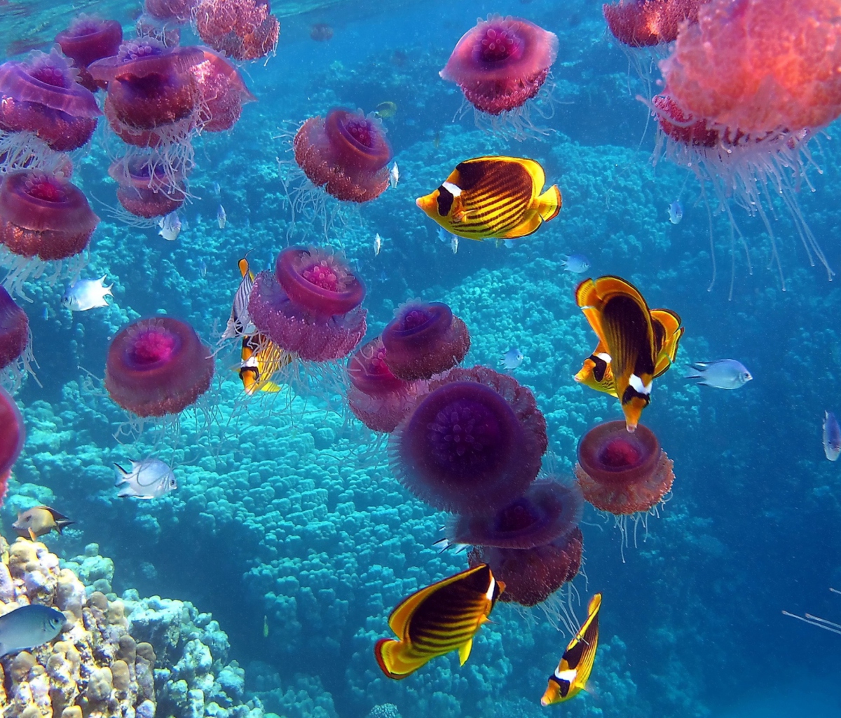 Pink Jellyfish And Yellow Fish screenshot #1 1200x1024