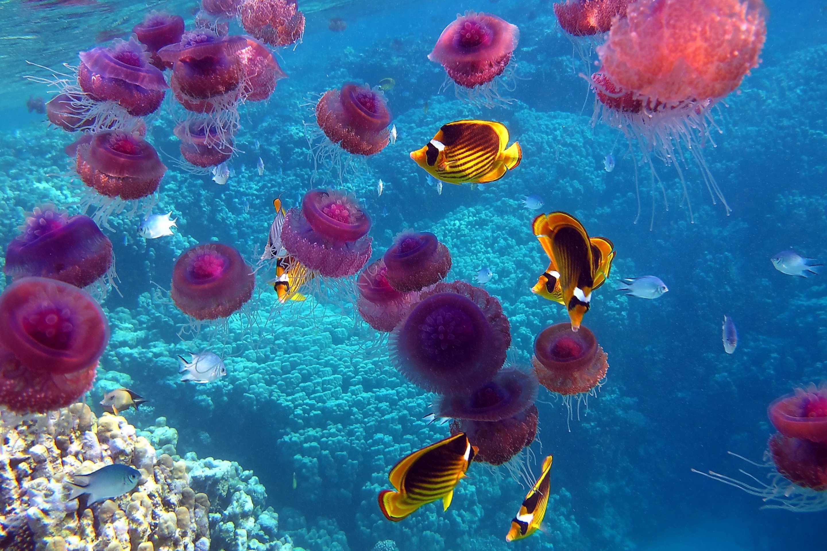 Pink Jellyfish And Yellow Fish screenshot #1 2880x1920