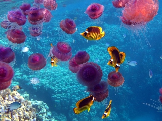 Sfondi Pink Jellyfish And Yellow Fish 320x240