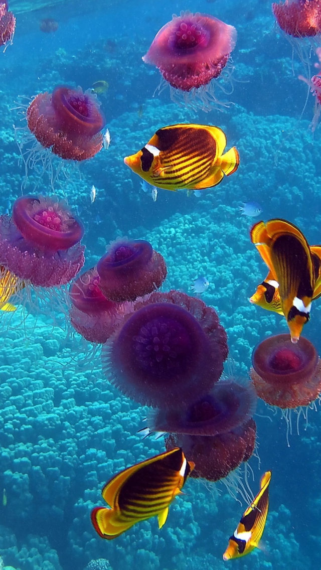 Fondo de pantalla Pink Jellyfish And Yellow Fish 640x1136