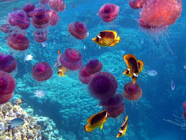 Pink Jellyfish And Yellow Fish screenshot #1 640x480