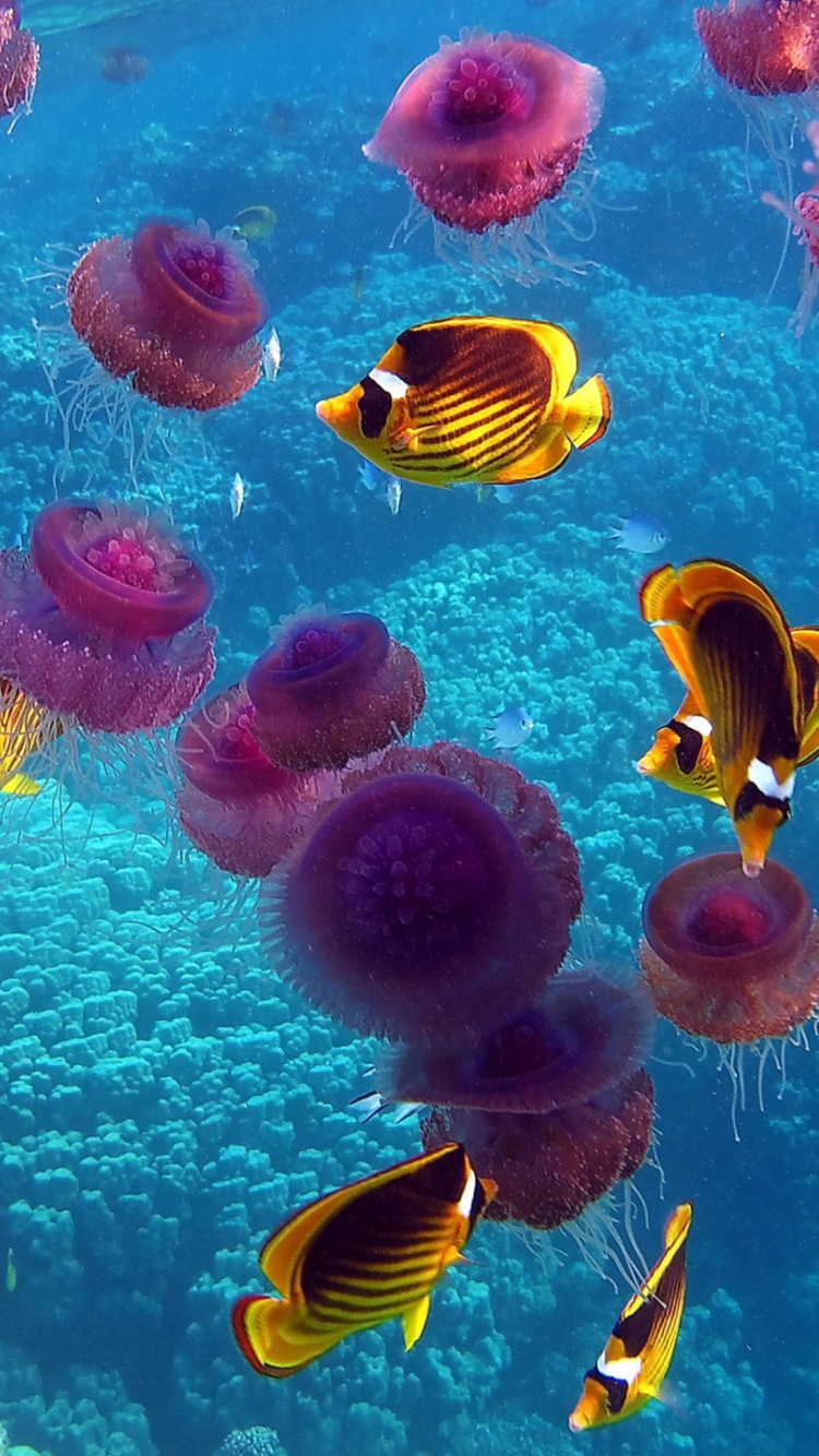 Fondo de pantalla Pink Jellyfish And Yellow Fish 750x1334