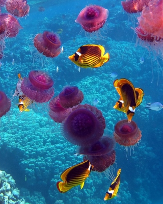 Pink Jellyfish And Yellow Fish - Obrázkek zdarma pro 132x176