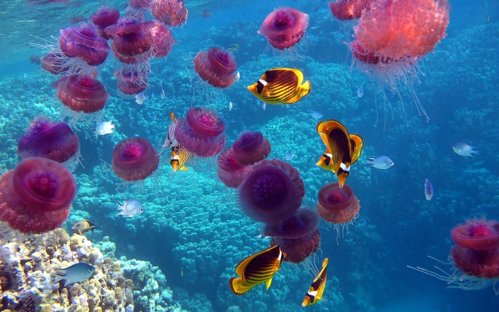 Fondo de pantalla Pink Jellyfish And Yellow Fish