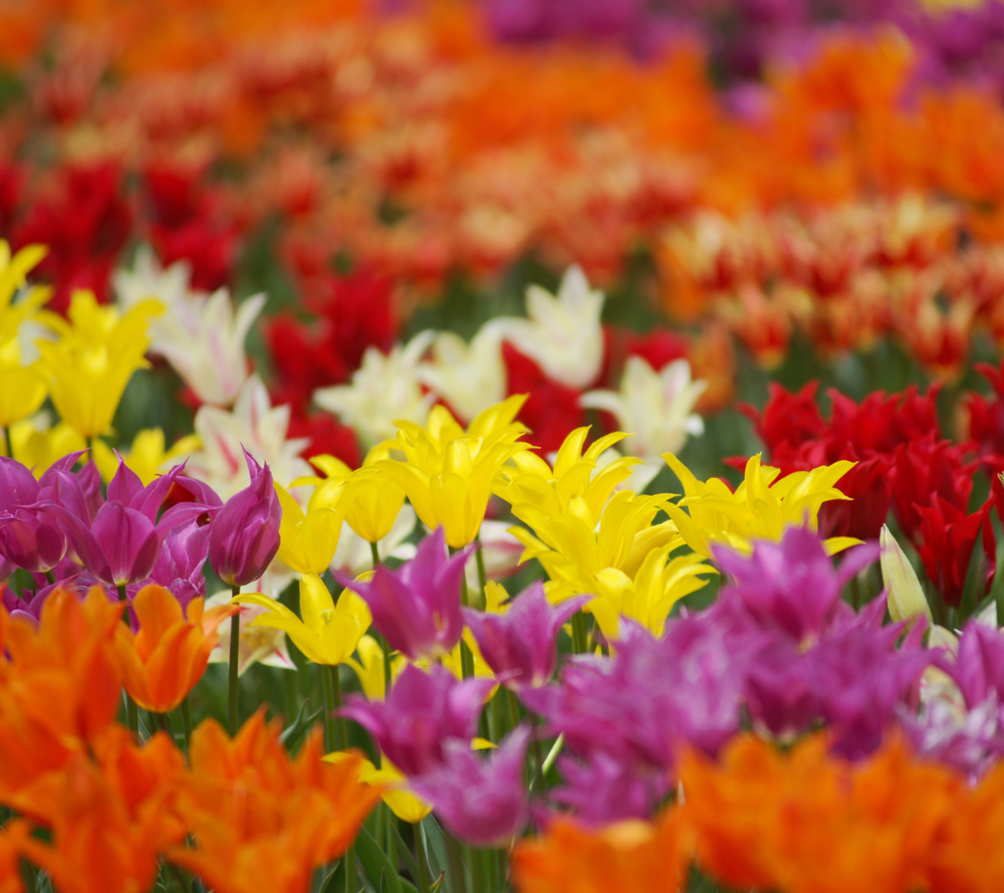 Sfondi Dreamscape Tulip Field in May 1440x1280