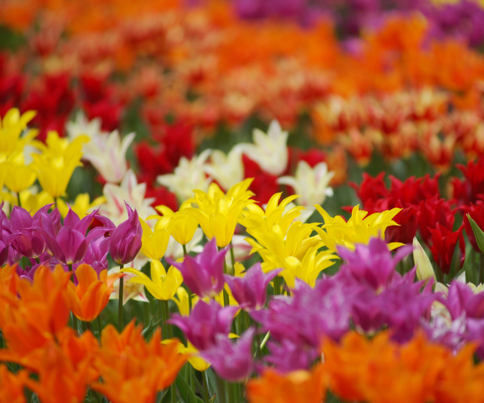 Sfondi Dreamscape Tulip Field in May 960x800