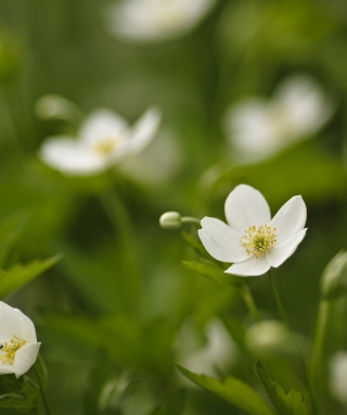 Spring Flowers - Obrázkek zdarma pro Nokia C6